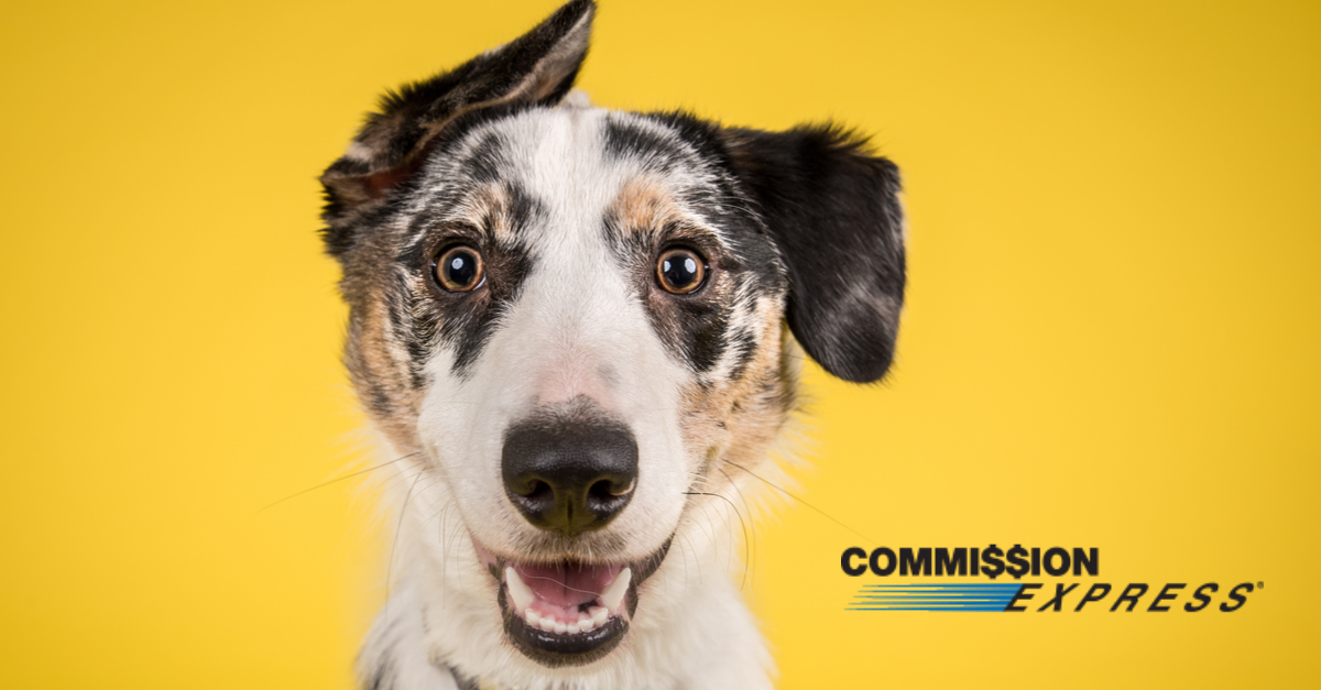 Defuzz Your Commission Advance: Tips for Selling Homes with Animals